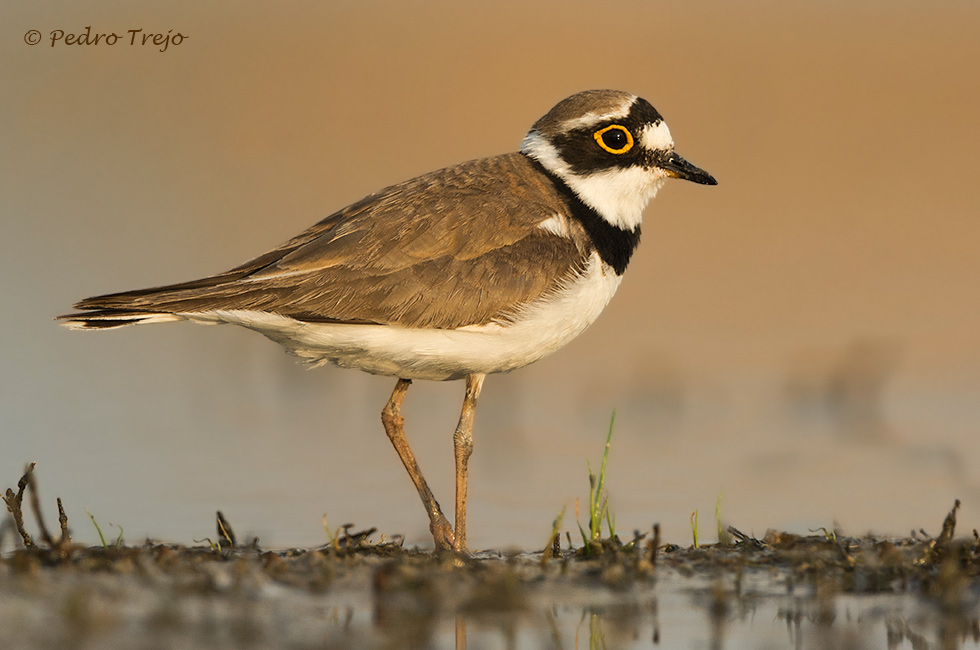 Chorlitejo chico (Charadrius dubius)